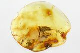 Fossil Parasitoid (Nightshade) Wasp & Thrip Nymph In Baltic Amber #346589-1